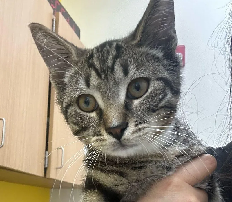 A baby small-sized male Tabby (Brown / Chocolate) Domestic Short Hair cat named Eeyore for adoption in Raleigh, NC