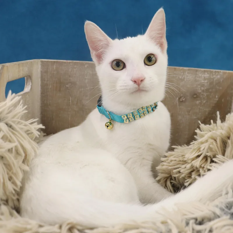 Minnie Mouse  Would thumbnail 2