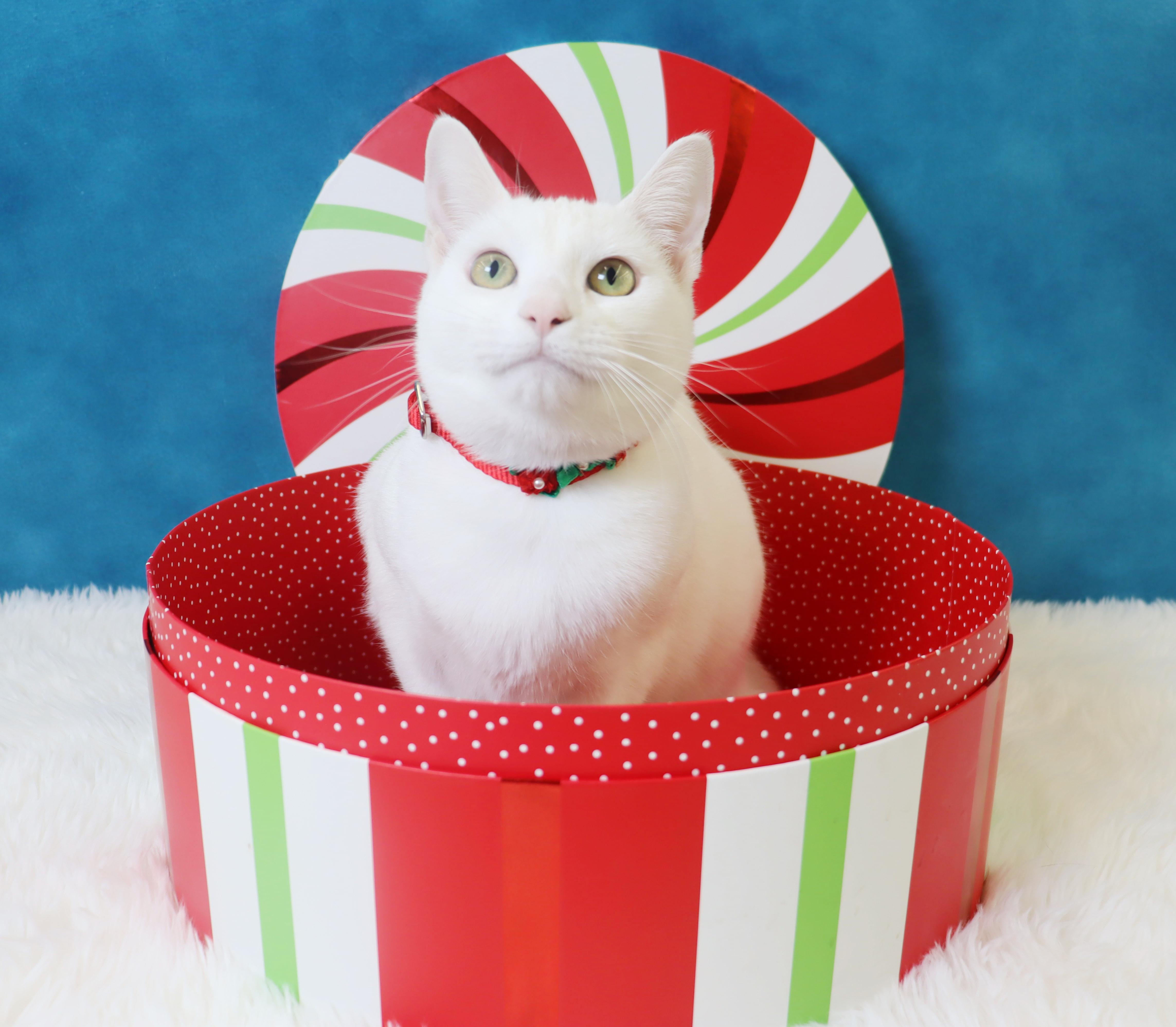 Minnie Mouse  Would thumbnail 3