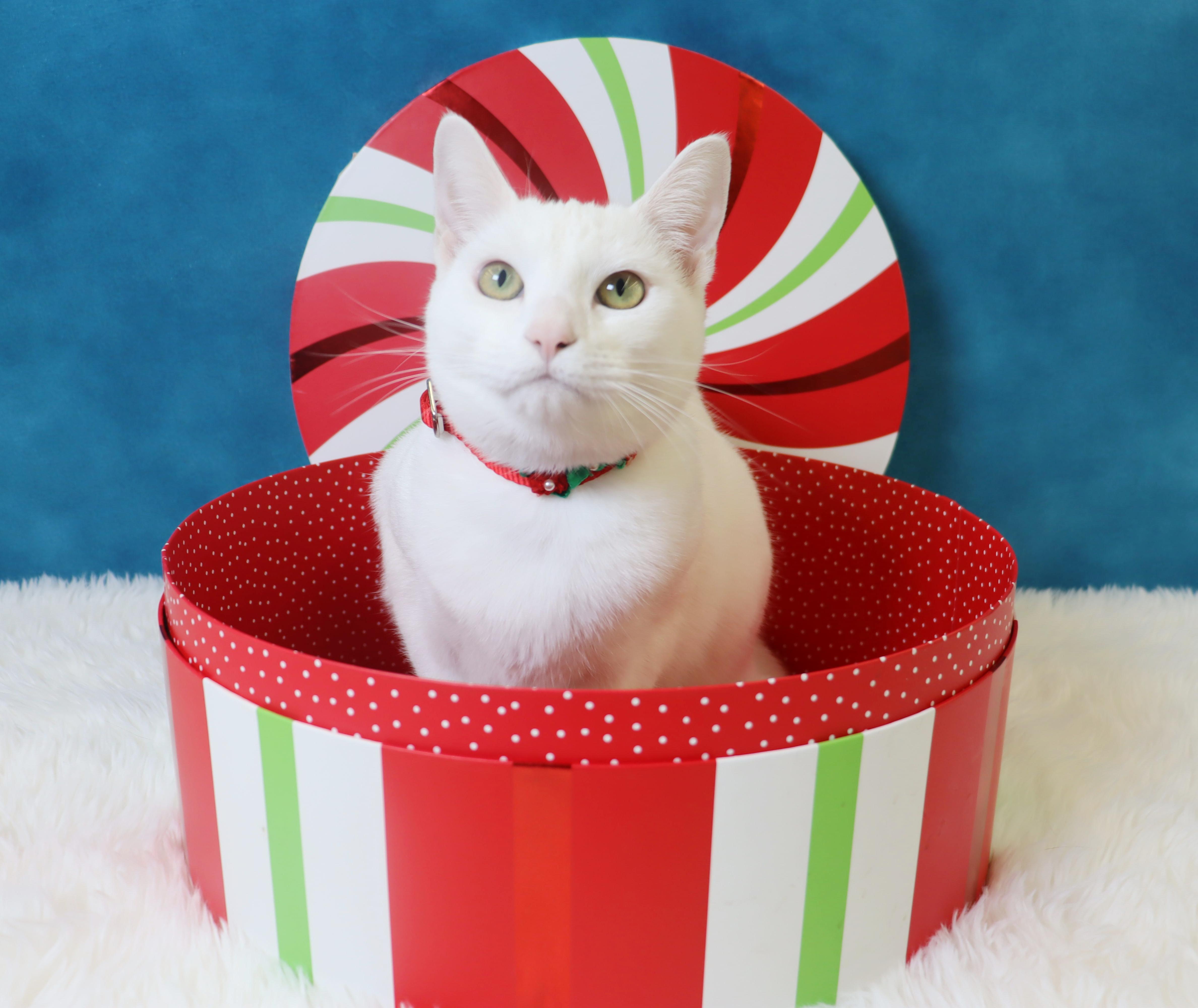 Minnie Mouse  Would thumbnail 4