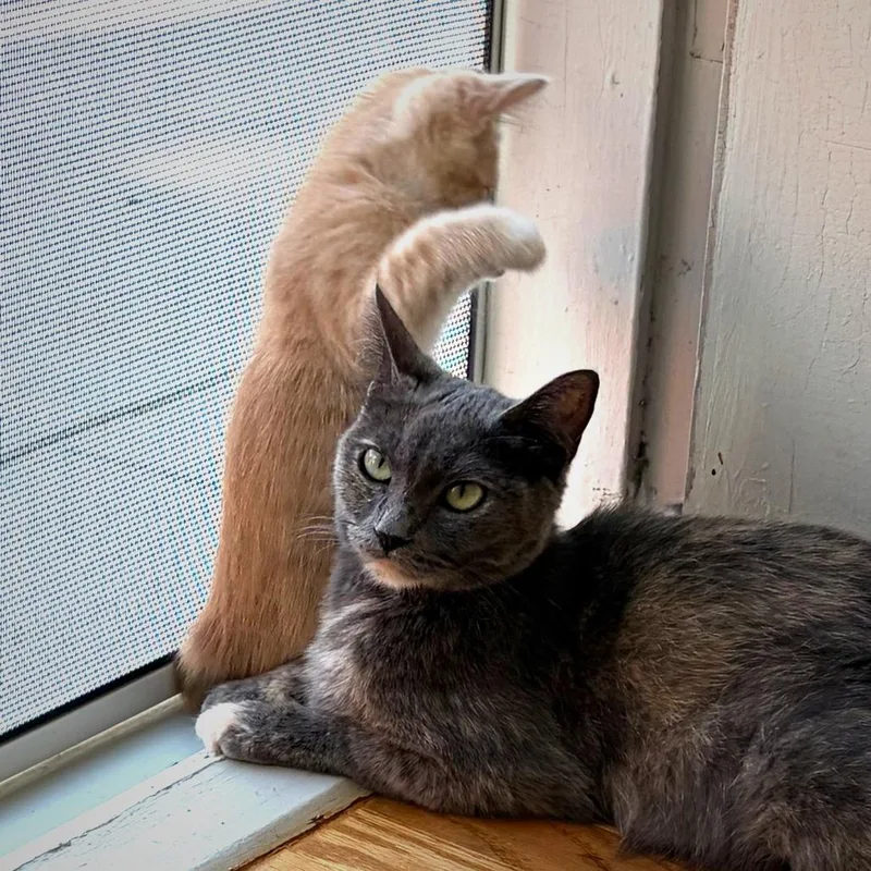 A young medium-sized female Tortoiseshell Domestic Short Hair cat named Mama Georgia for adoption in Chino Hills, CA