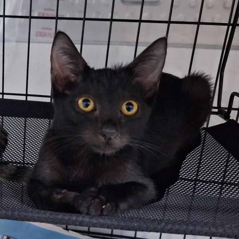 A baby small-sized female Black Domestic Short Hair cat named Cleo Houston for adoption in Denver, CO