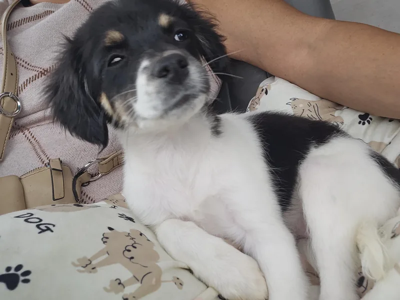 A baby small-sized female Tricolor (Brown, Black, & White) Spaniel dog named Bella for adoption in Los Angeles, CA