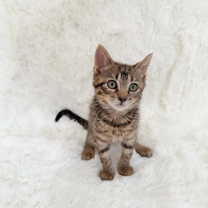 A young medium-sized male Tabby cat named Liam for adoption in New Orleans, LA