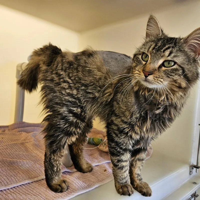 A young large-sized male Brown / Chocolate Domestic Short Hair cat named Peterson for adoption in Harrisonburg, VA
