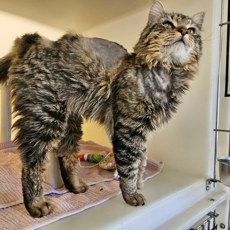 Peterson thumbnail 2