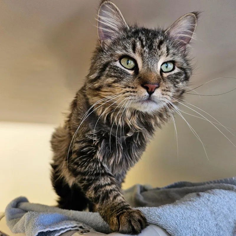 Peterson thumbnail 3