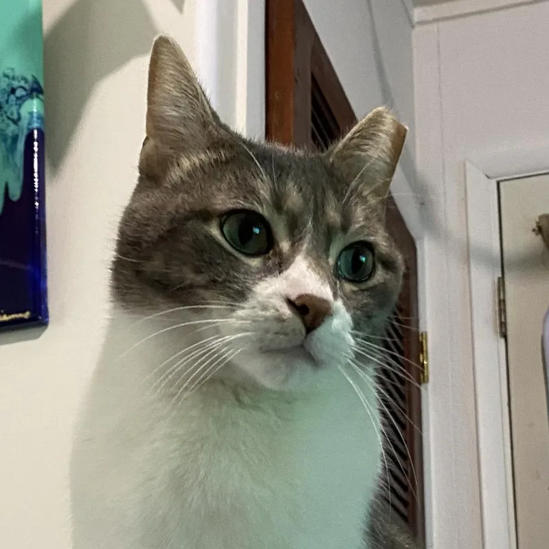 A senior small-sized male White Domestic Short Hair cat named Oliver for adoption in Bristol, IN