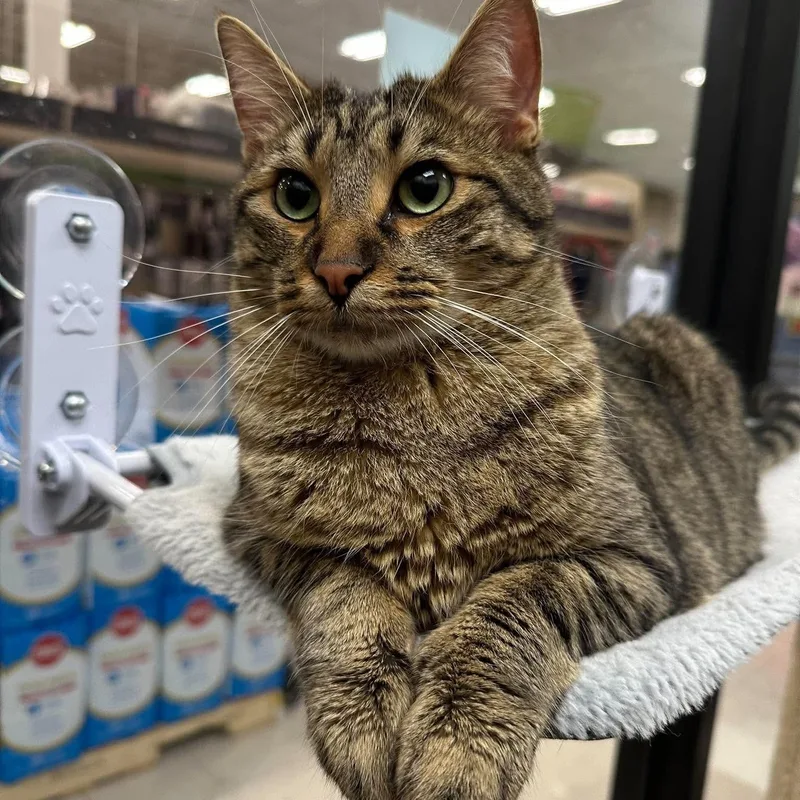 A young medium-sized male Tabby (Brown / Chocolate) Domestic Short Hair cat named Finn for adoption in Warr Acres, OK