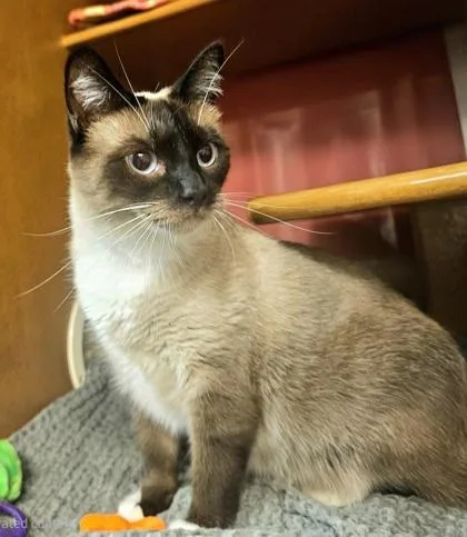 An adult small-sized female Siamese cat named Mittens for adoption in Phoenix, AZ