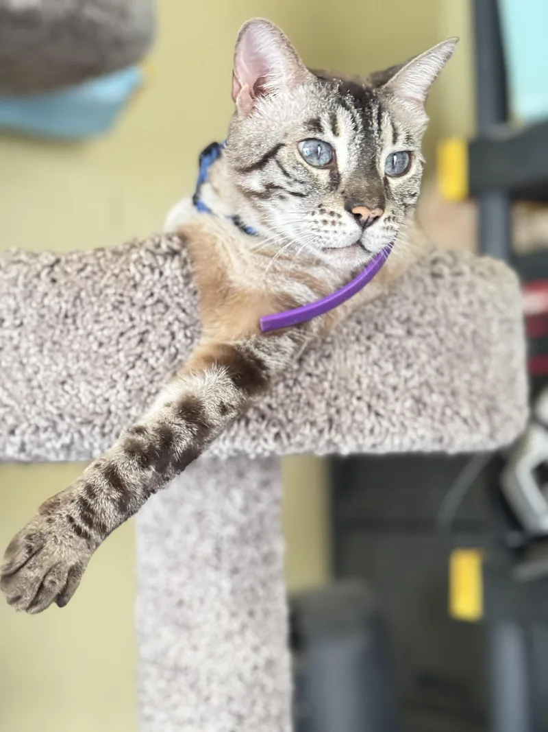 An adult medium-sized male Bengal cat named Moose for adoption in largo, FL
