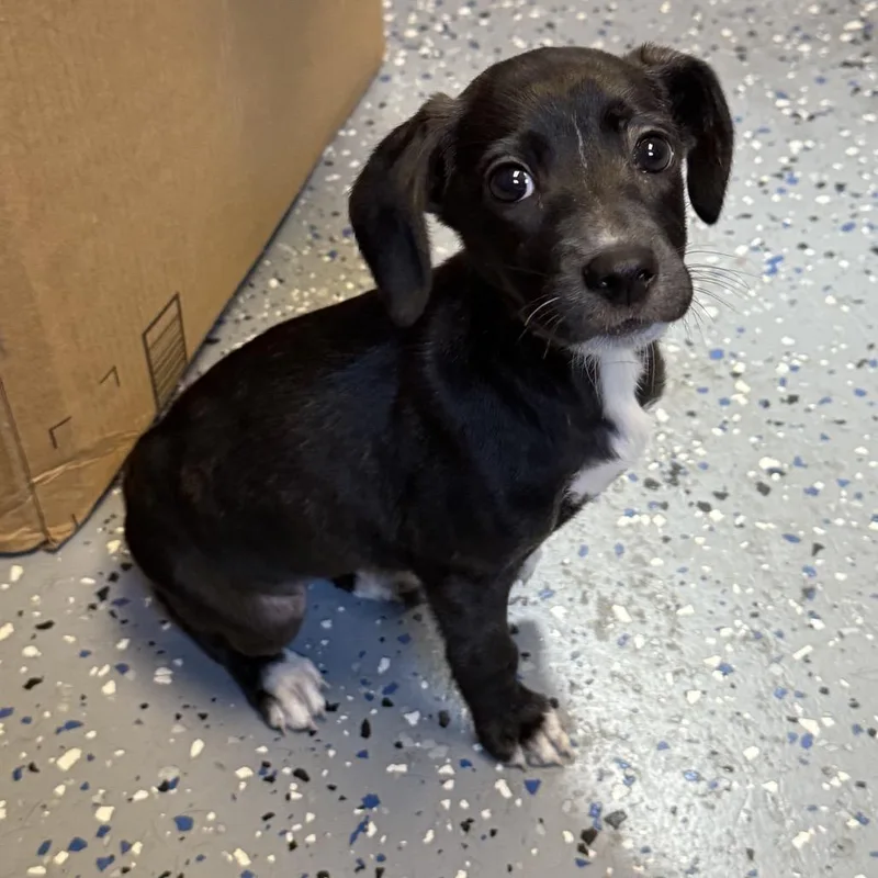 A baby small-sized female Black Terrier dog named Suzie for adoption in Tuscaloosa, AL