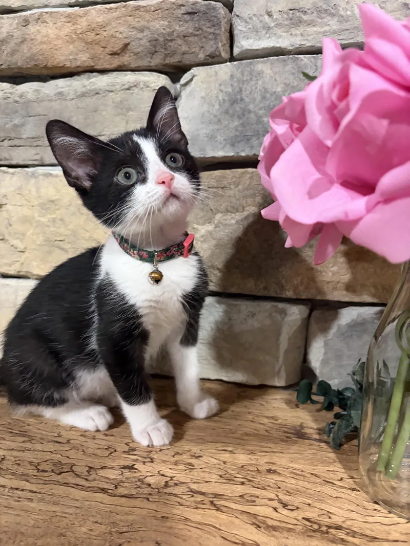 A baby medium-sized female Black & White / Tuxedo Domestic Short Hair cat named Fran for adoption in Orlando, FL