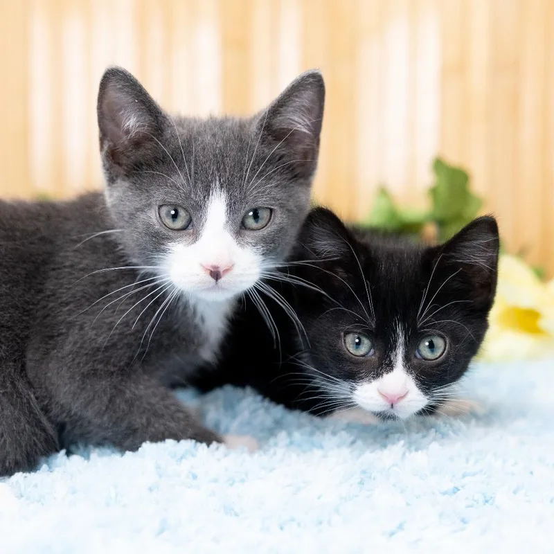 A baby small-sized male Gray / Blue / Silver Domestic Short Hair cat named Samir for adoption in Durham, NC