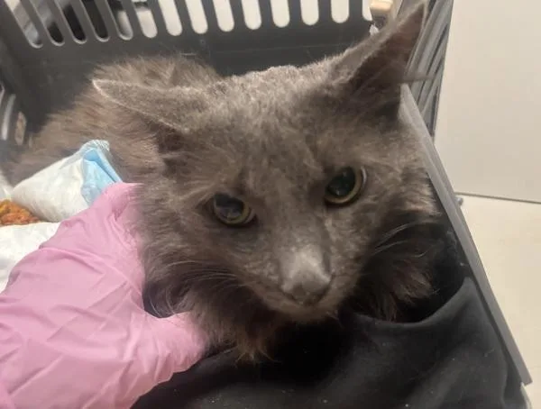 An adult large-sized male Domestic Medium Hair cat named Mr. Jay for adoption in New York, NY