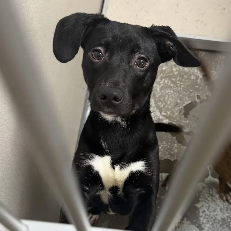 A young medium-sized female Black Mixed Breed dog named Dove for adoption in Auburn, NH