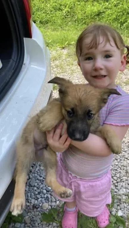 A baby medium-sized male German Shepherd Dog dog named Catch for adoption in Wonder Lake, IL