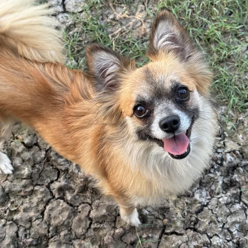 An adult small-sized female Chihuahua dog named Vivian for adoption in Richmond, TX