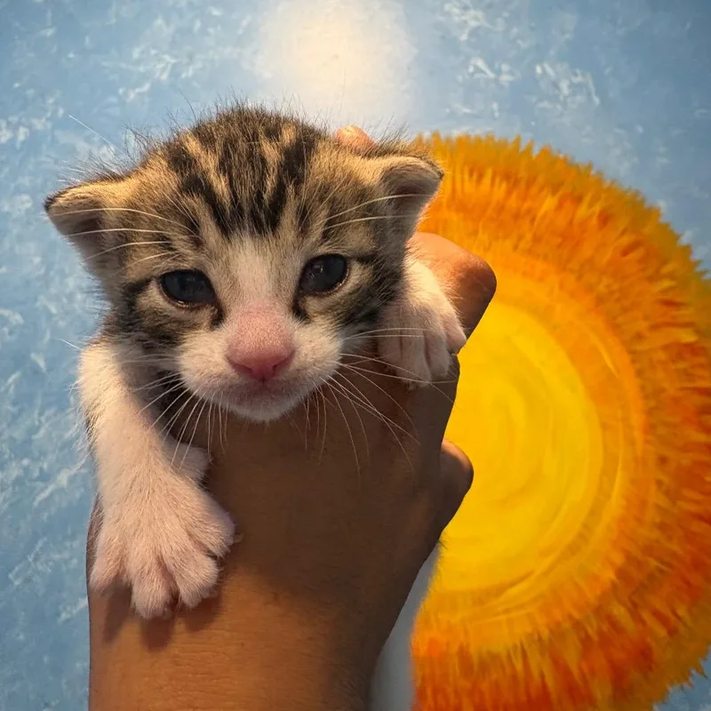 A baby small-sized male Brown / Chocolate Domestic Short Hair cat named Nani for adoption in San Pablo, CA