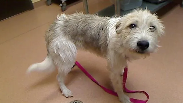 A young large-sized female Airedale Terrier dog named Loretta for adoption in Cookeville, TN