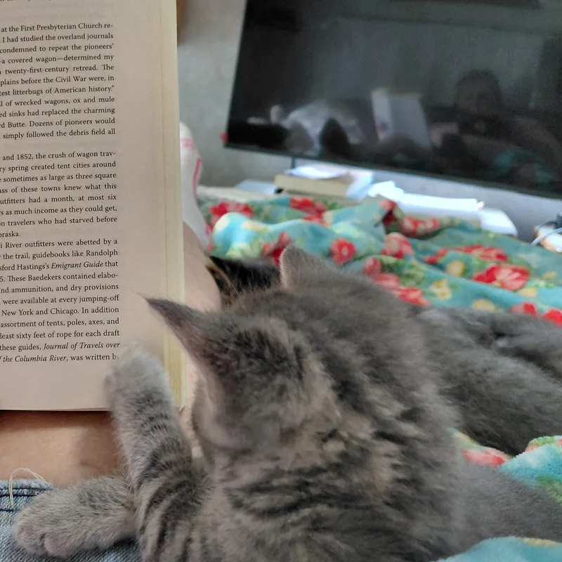 A baby medium-sized female Gray / Blue / Silver Tabby cat named Charlotte for adoption in Springfield, OR