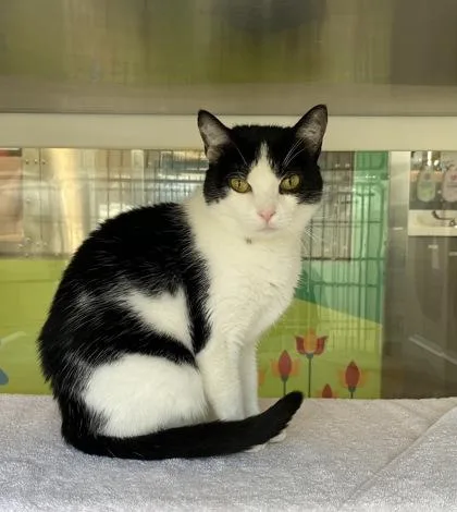An adult medium-sized female Black Domestic Short Hair cat named Purjury for adoption in Kansas City, MO