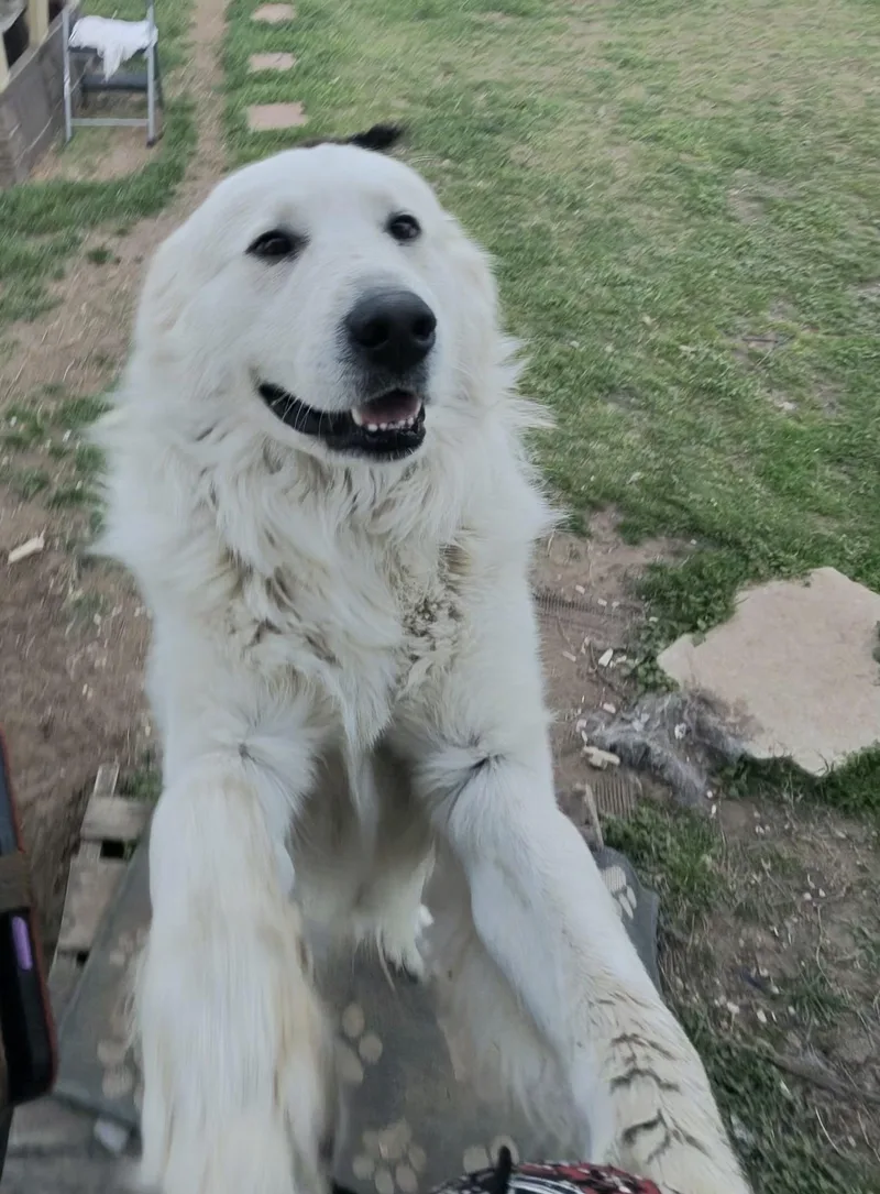 A young large-sized male Great Pyrenees dog named Rodeo King DFW for adoption in Quinlan, TX