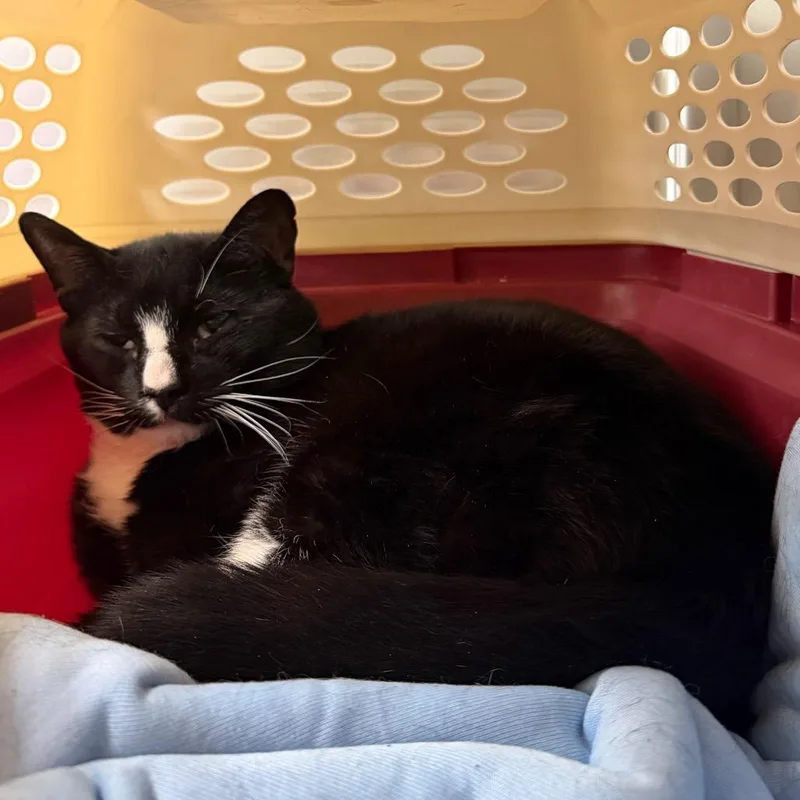 An adult large-sized male Black Domestic Short Hair cat named Bud Bud for adoption in East Smithfield , PA