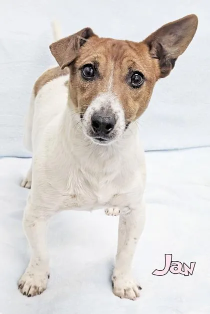 An adult small-sized male Parson Russell Terrier dog named Jan for adoption in Mason, MI