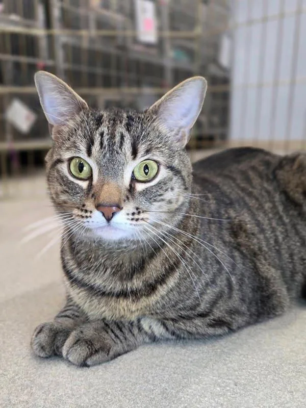 An adult large-sized male Domestic Short Hair cat named Ti Ty for adoption in Millersville, MD