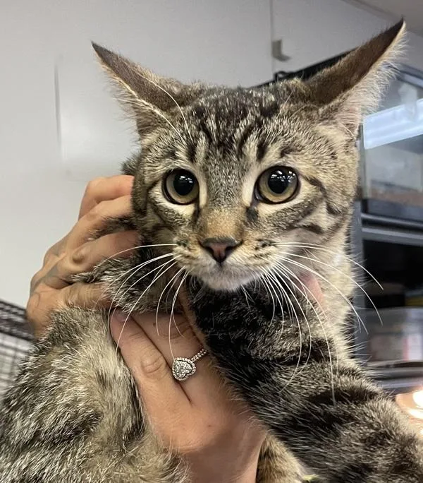 A young small-sized female Domestic Short Hair cat named Ellie for adoption in Victorville, CA