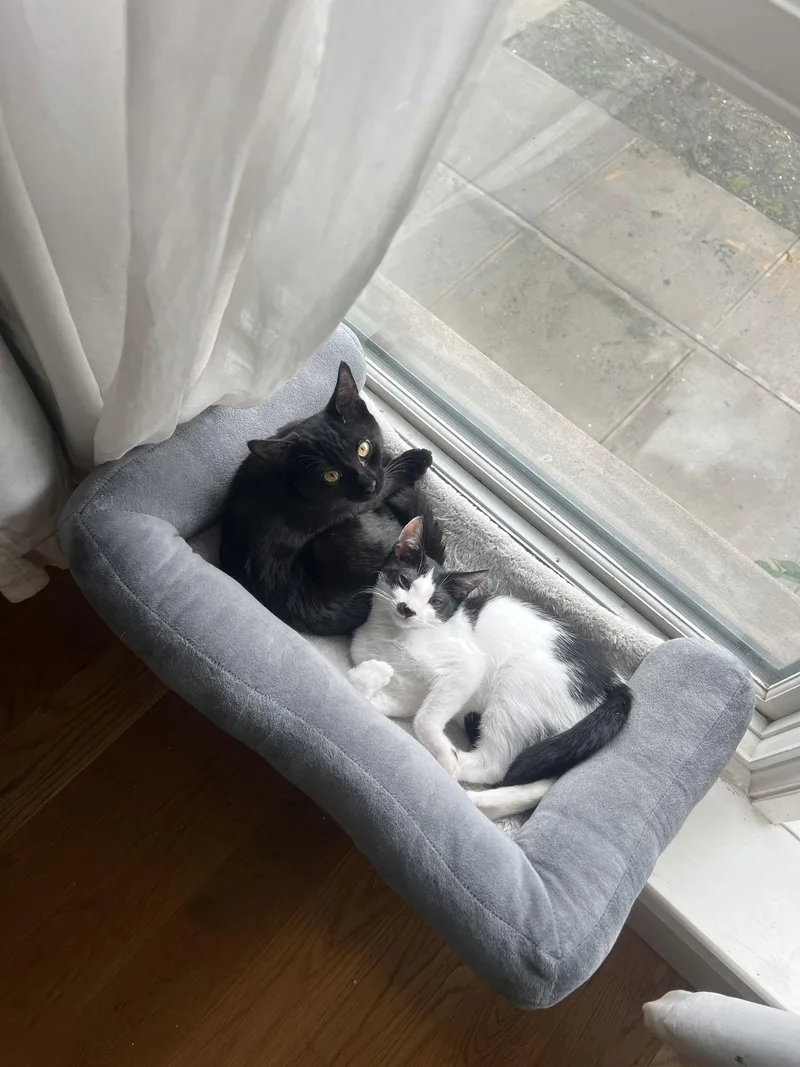 Musique And Zing thumbnail 2