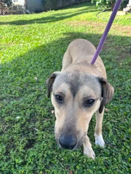 An adult large-sized male Black Mouth Cur dog named Rudy for adoption in Honolulu, HI