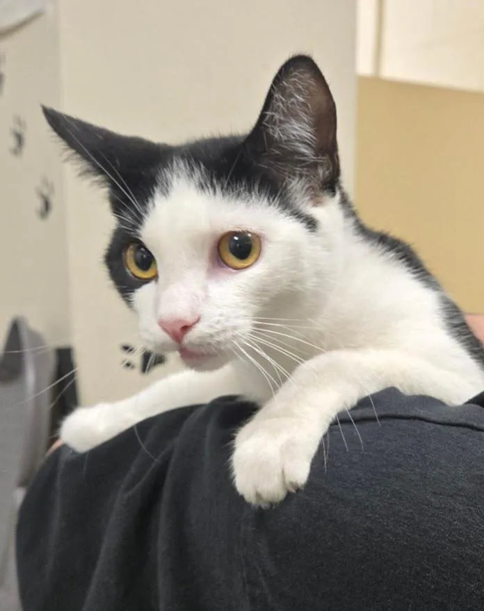 A baby small-sized male Domestic Short Hair cat named Martin for adoption in New Rochelle, NY