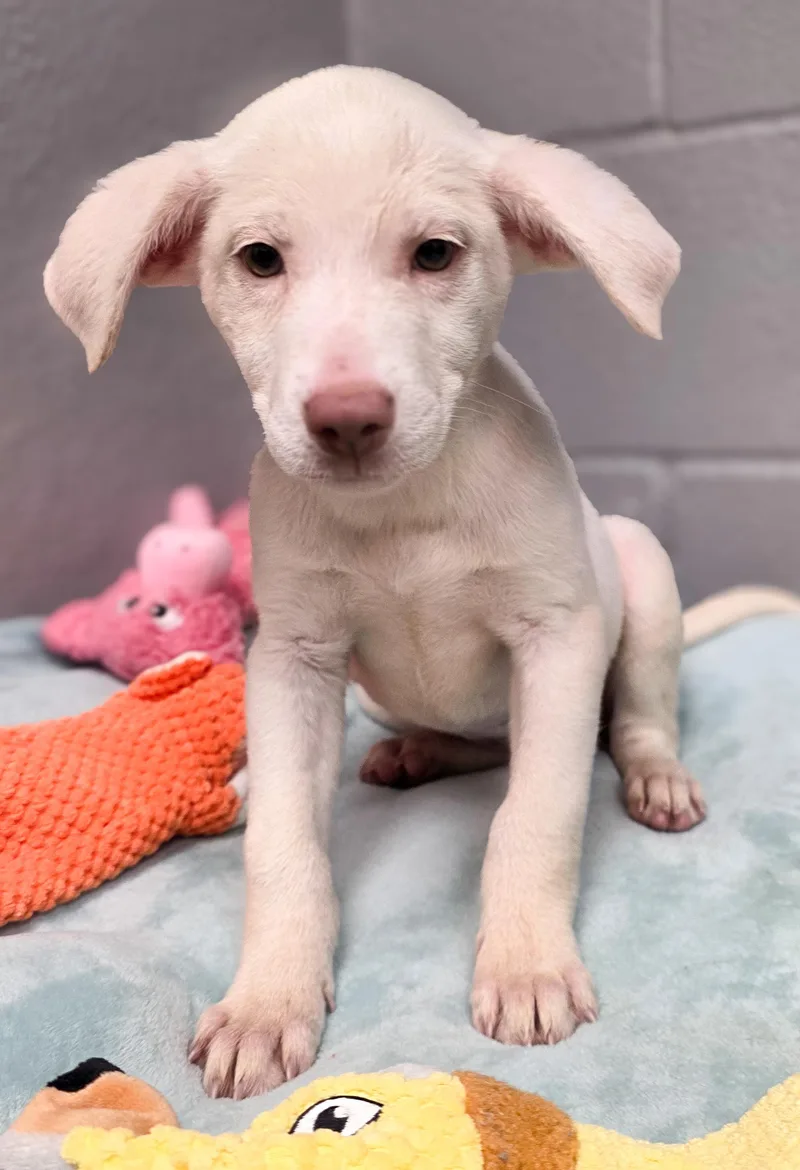A baby medium-sized female Border Collie dog named Lumi for adoption in Gainesville, TX