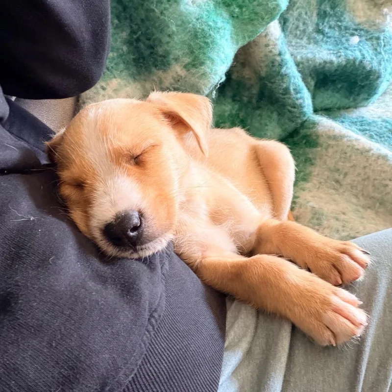 A baby medium-sized male Yellow / Tan / Blond / Fawn Parson Russell Terrier dog named Larry for adoption in Durham, NC