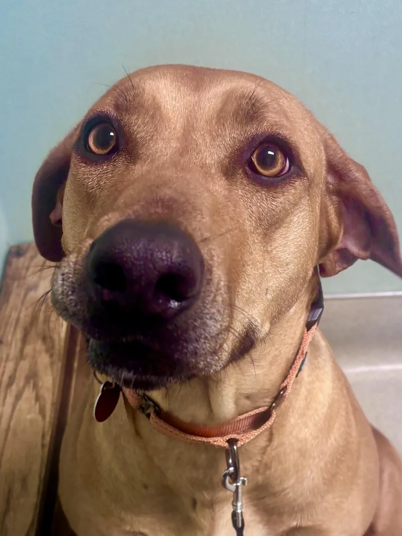 An adult large-sized female Rhodesian Ridgeback dog named Lulu for adoption in Oroville , CA