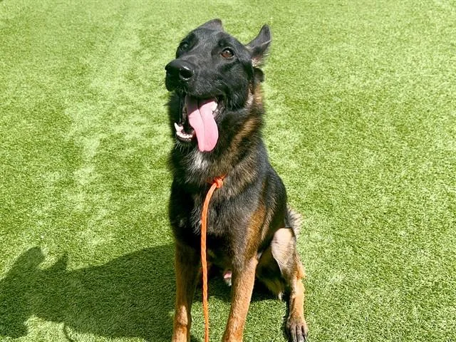 A young large-sized male Belgian Shepherd / Malinois dog named Baloo for adoption in Tustin, CA