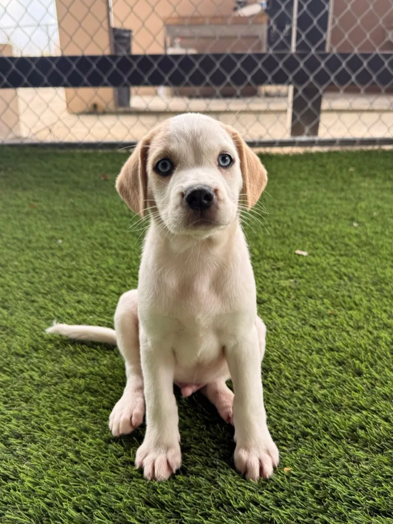 A baby medium-sized male Mixed Breed dog named Golden Boy for adoption in Brooklyn, NY