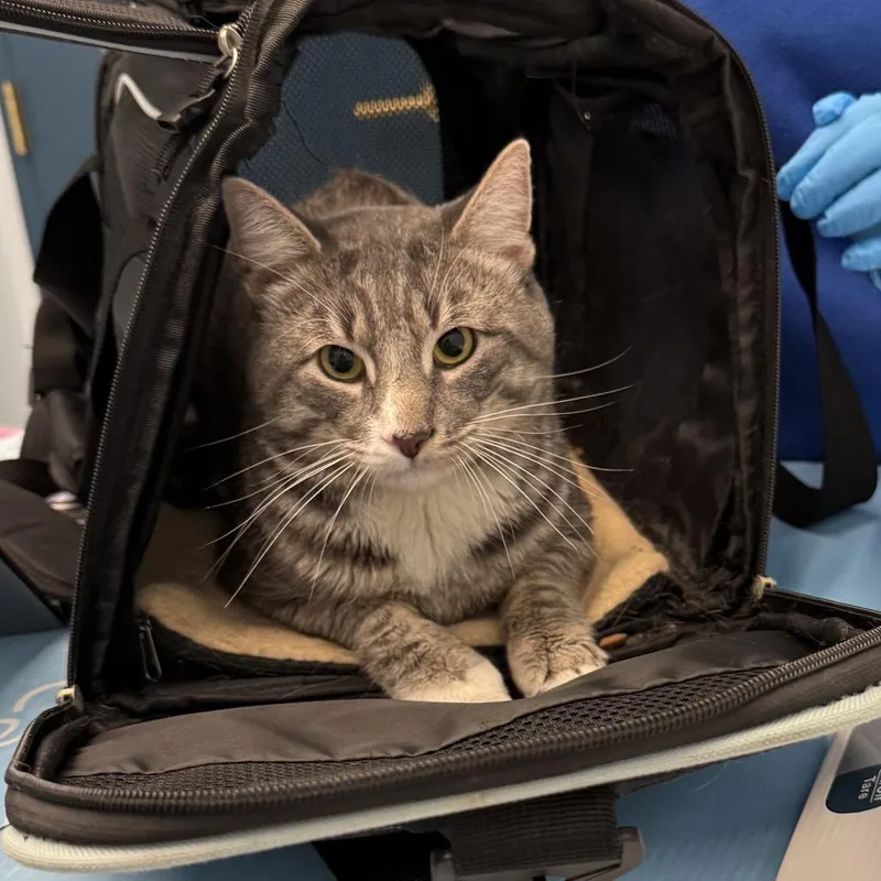 A young small-sized male Gray / Blue / Silver Domestic Short Hair cat named Watson for adoption in Brooklyn, NY