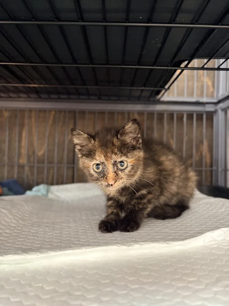 A baby small-sized female Domestic Short Hair cat named Charlotte A. Cavatica for adoption in Lake Wylie, SC