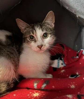 An adult medium-sized male Domestic Short Hair cat named Thomas for adoption in Sultan, WA