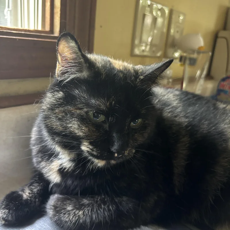 A young medium-sized female Tortoiseshell cat named Eve for adoption in Melrose, MA