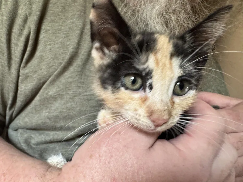 A baby medium-sized female Domestic Short Hair cat named Firefly for adoption in Broomall, PA