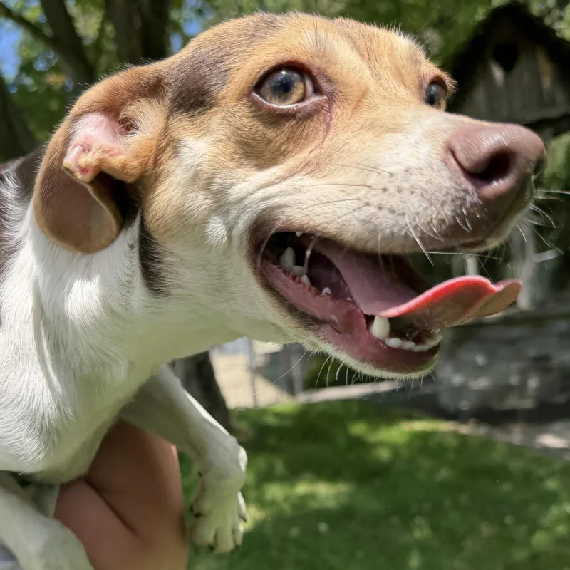 A young small-sized female Tricolor (Brown, Black, & White) Terrier dog named Betty for adoption in Latrobe, PA