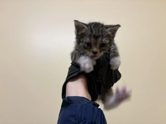 A baby small-sized female Domestic Short Hair cat named Chippy Dippy for adoption in Tustin, CA
