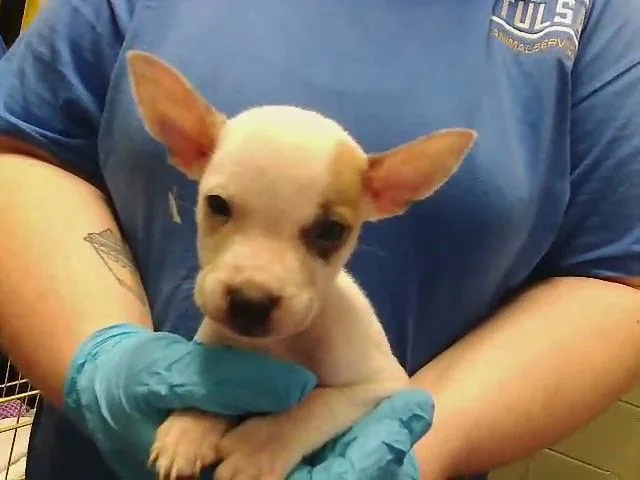 A baby small-sized female Pit Bull Terrier dog named Paula for adoption in Tulsa, OK