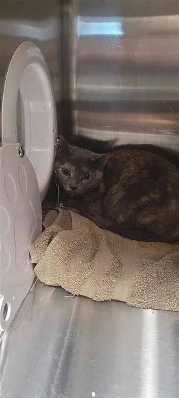 An adult small-sized female Domestic Short Hair cat named Rainbow for adoption in West Chester, PA