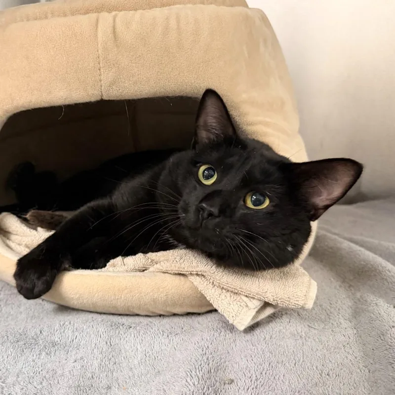 A young medium-sized male Domestic Short Hair cat named Gristle for adoption in State College, PA