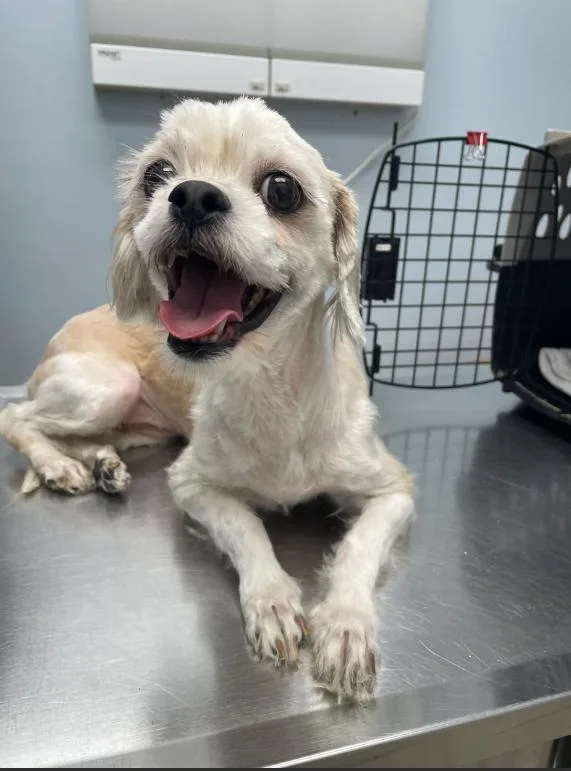 An adult small-sized female White / Cream Shih Tzu dog named Lulu for adoption in Chicago, IL
